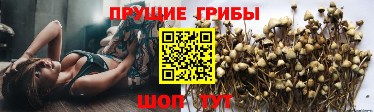 наркота  Калуга  Галлюциногенные грибы GOLDEN TEACHER  Галлюциногенные грибы мицелий 